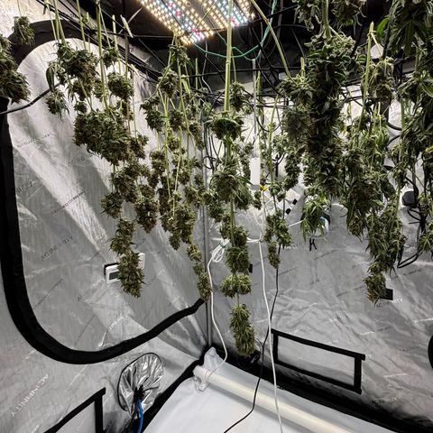 Gorilla Cookies Auto growlog photo: Don’t worry lights are off during drying.