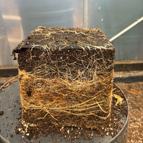 Forbidden Runtz growlog photo: Great root system .Definitely recommend auto pots if you’re having problems over or under watering.Definitely a game changer!
