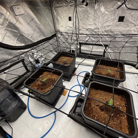 Melonade Runtz Auto  growlog photo: Watering manually until it is time to turn on the auto pots 