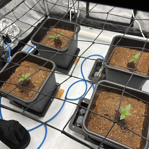 Melonade Runtz Auto  growlog photo: Seedlings 1week old 