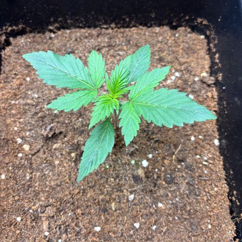 Melonade Runtz Auto  growlog timeline photo