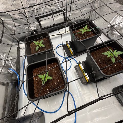 Melonade Runtz Auto  growlog timeline photo