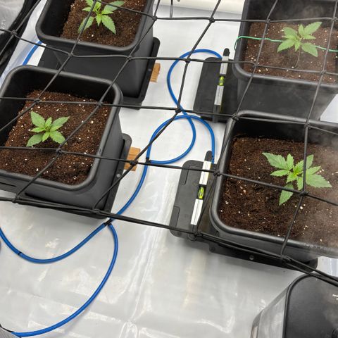 Melonade Runtz Auto  growlog timeline photo