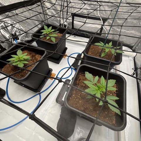 Melonade Runtz Auto  growlog photo: 2 weeks old