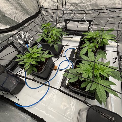 Melonade Runtz Auto  growlog photo: 3 weeks old from germination 