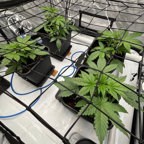 Melonade Runtz Auto  growlog photo: 3 weeks old from germination 