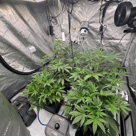 Melonade Runtz Auto  growlog photo: 4 weeks old from germination 