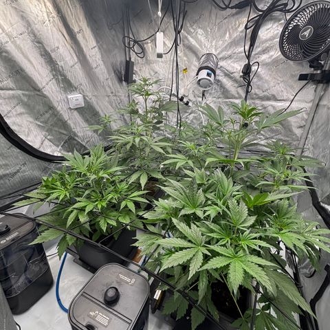 Melonade Runtz Auto  growlog photo: 4 weeks old from germination 