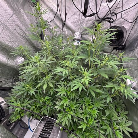 Melonade Runtz Auto  growlog photo: 5 weeks from germination 