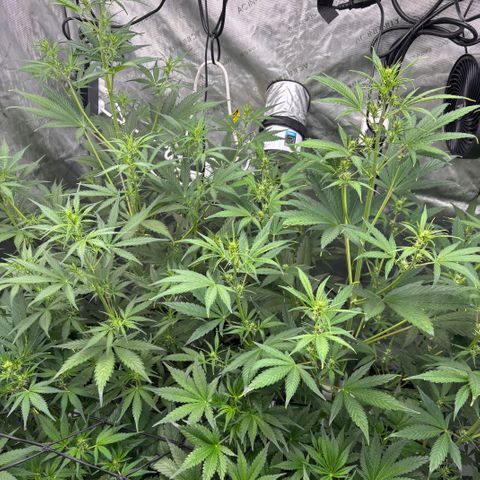Melonade Runtz Auto  growlog photo: 5 weeks from germination 