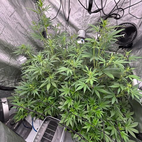 Melonade Runtz Auto  growlog photo: 5 weeks from germination 