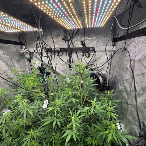 Melonade Runtz Auto  growlog timeline photo