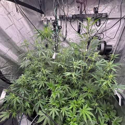 Melonade Runtz Auto  growlog timeline photo