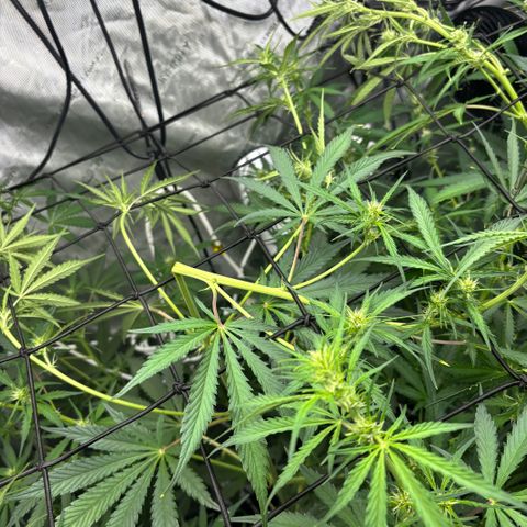 Melonade Runtz Auto  growlog timeline photo