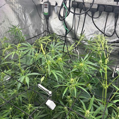 Melonade Runtz Auto  growlog timeline photo