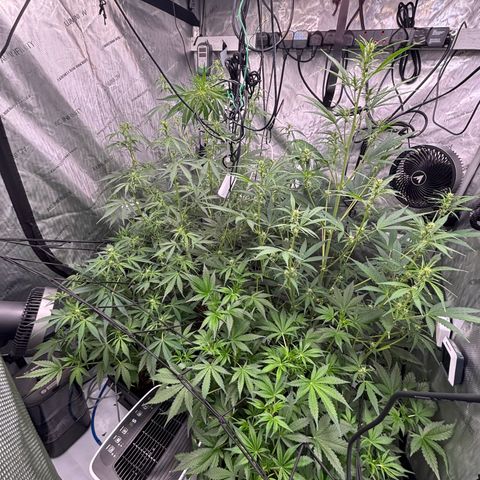 Melonade Runtz Auto  growlog timeline photo
