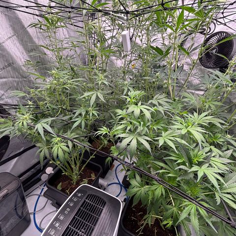 Melonade Runtz Auto  growlog timeline photo
