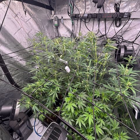 Melonade Runtz Auto  growlog timeline photo