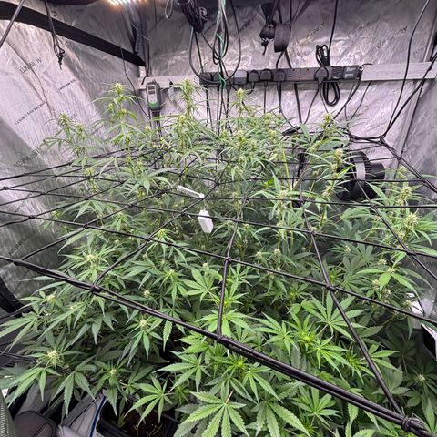 Melonade Runtz Auto  growlog photo: 6 weeks from germination 