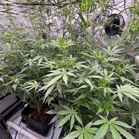 Melonade Runtz Auto  growlog photo: 6 weeks from germination 