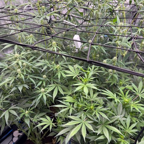 Melonade Runtz Auto  growlog photo: 6 weeks from germination 