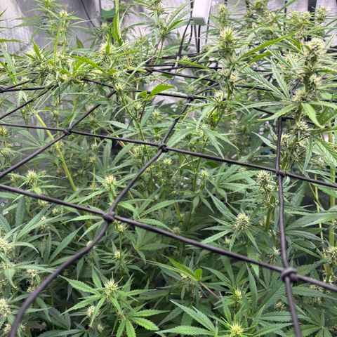 Melonade Runtz Auto  growlog photo: Defoliated 