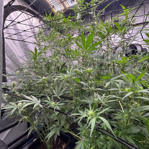 Melonade Runtz Auto  growlog photo: Defoliated 