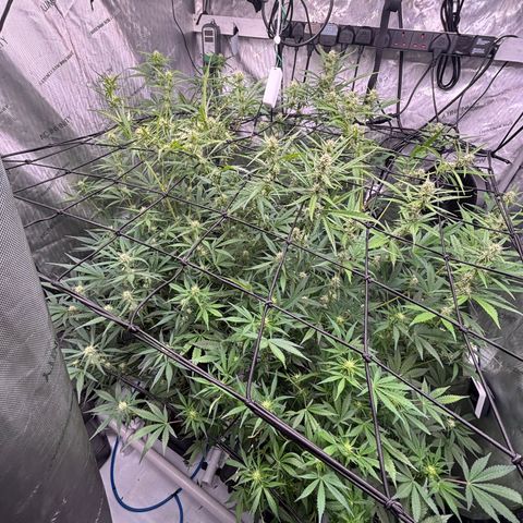 Melonade Runtz Auto  growlog photo: Defoliated 