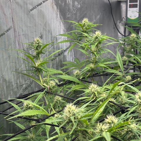 Melonade Runtz Auto  growlog photo: 7 weeks from germination.