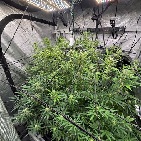 Melonade Runtz Auto  growlog photo: 7 weeks from germination.
