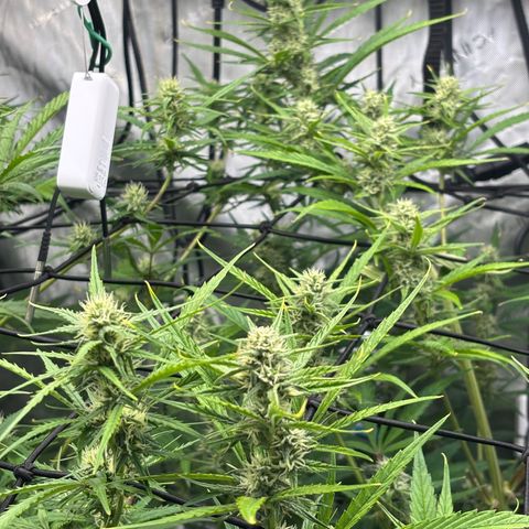 Melonade Runtz Auto  growlog photo: 7 weeks from germination.
