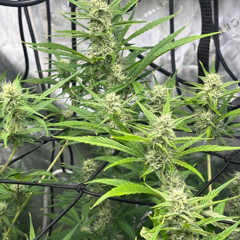 Melonade Runtz Auto  growlog photo: 7 weeks from germination.