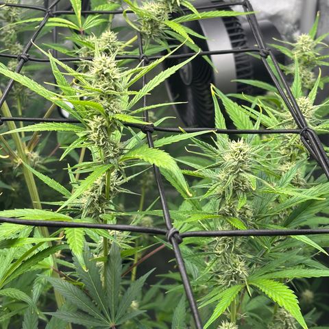Melonade Runtz Auto  growlog photo: 7 weeks from germination.