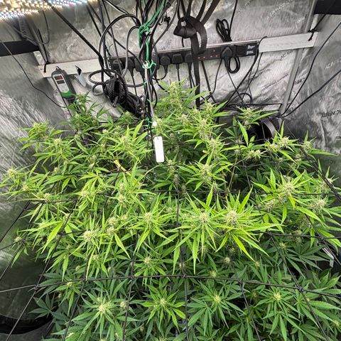 Melonade Runtz Auto  growlog photo: 7 weeks from germination.