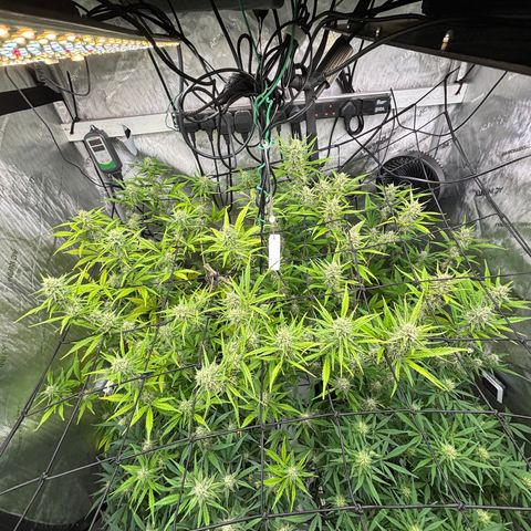 Melonade Runtz Auto  growlog photo: 8 weeks from germination.