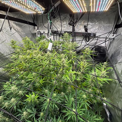 Melonade Runtz Auto  growlog photo: 8 weeks from germination.