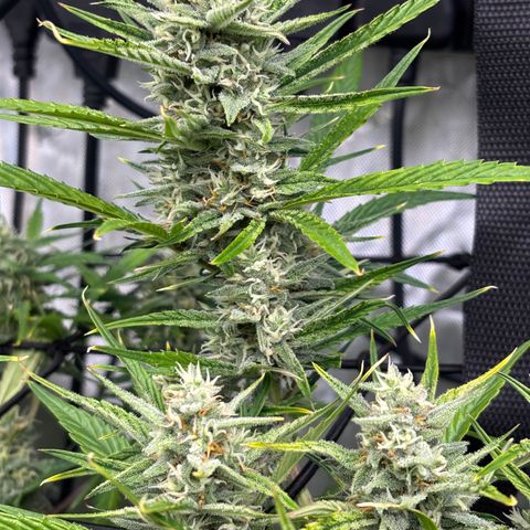 Melonade Runtz Auto  growlog photo: 8 weeks from germination.