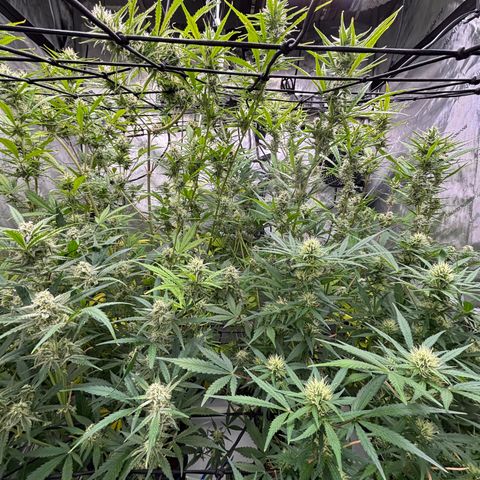 Melonade Runtz Auto  growlog photo: 8 weeks from germination.
