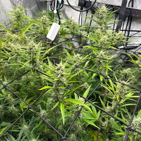 Melonade Runtz Auto  growlog photo: 8 weeks from germination.