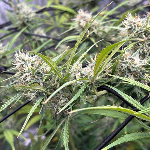 Melonade Runtz Auto  growlog photo: 8 weeks from germination.