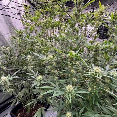 Melonade Runtz Auto  growlog photo: 8 weeks from germination.