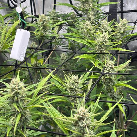 Melonade Runtz Auto  growlog photo: 8 weeks from germination.