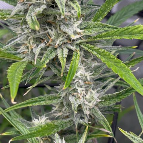 Melonade Runtz Auto  growlog photo: 8 weeks from germination.