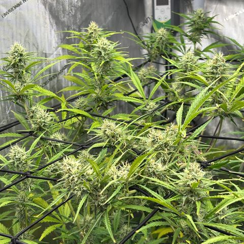 Melonade Runtz Auto  growlog photo: 8 weeks from germination.
