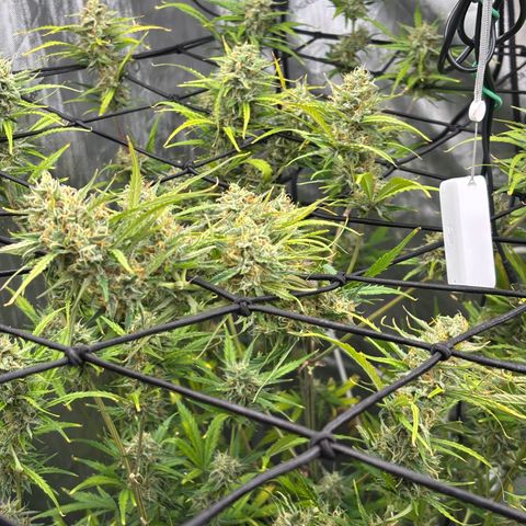 Melonade Runtz Auto  growlog timeline photo