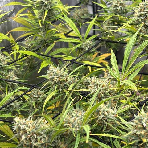 Melonade Runtz Auto  growlog timeline photo