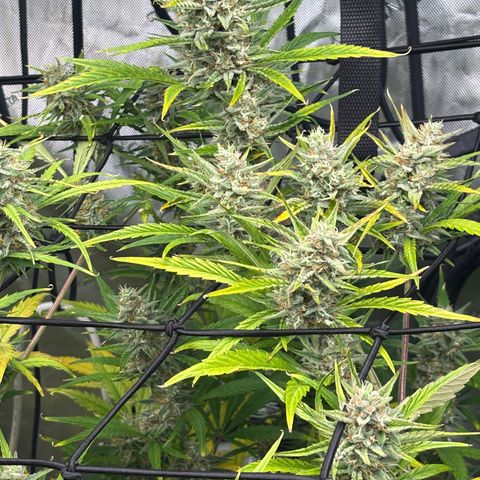 Melonade Runtz Auto  growlog timeline photo