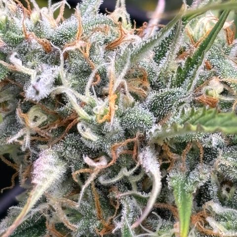 Melonade Runtz Auto  growlog timeline photo