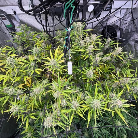 Melonade Runtz Auto  growlog timeline photo