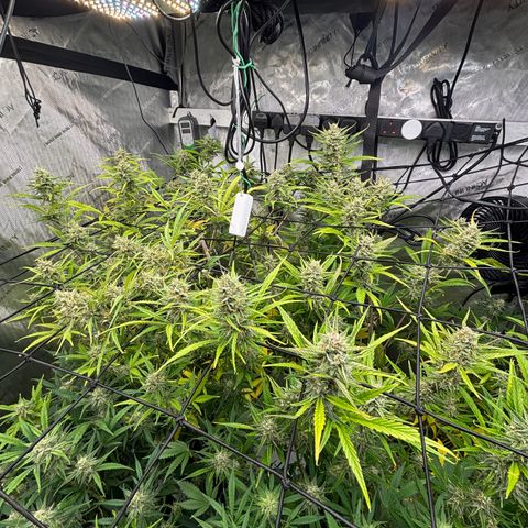 Melonade Runtz Auto  growlog timeline photo